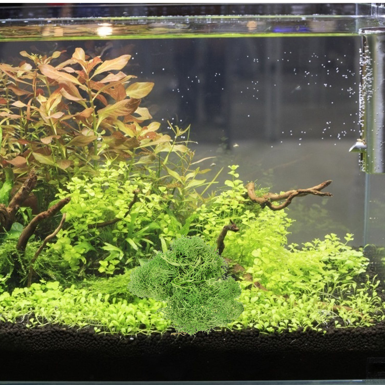 Bruin Sphagnum Landschap Kunst - Sphagnum Moss Dry recensie en prijs