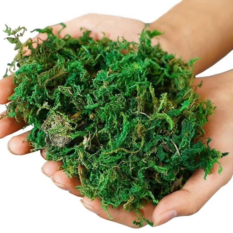 800G Droge Echte Groene Mos De - Sphagnum Moss Dry recensie en prijs