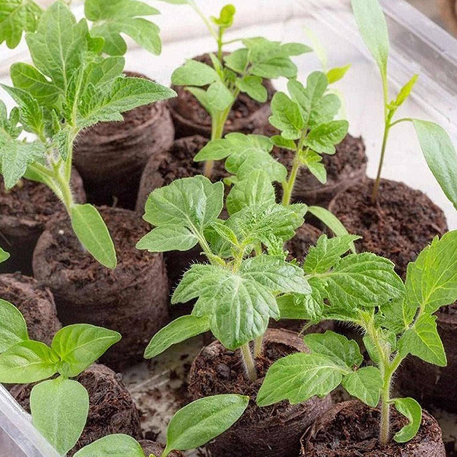 100 stuks potmengselbakjes 30m - Peat Pellet Tray recensie en prijs