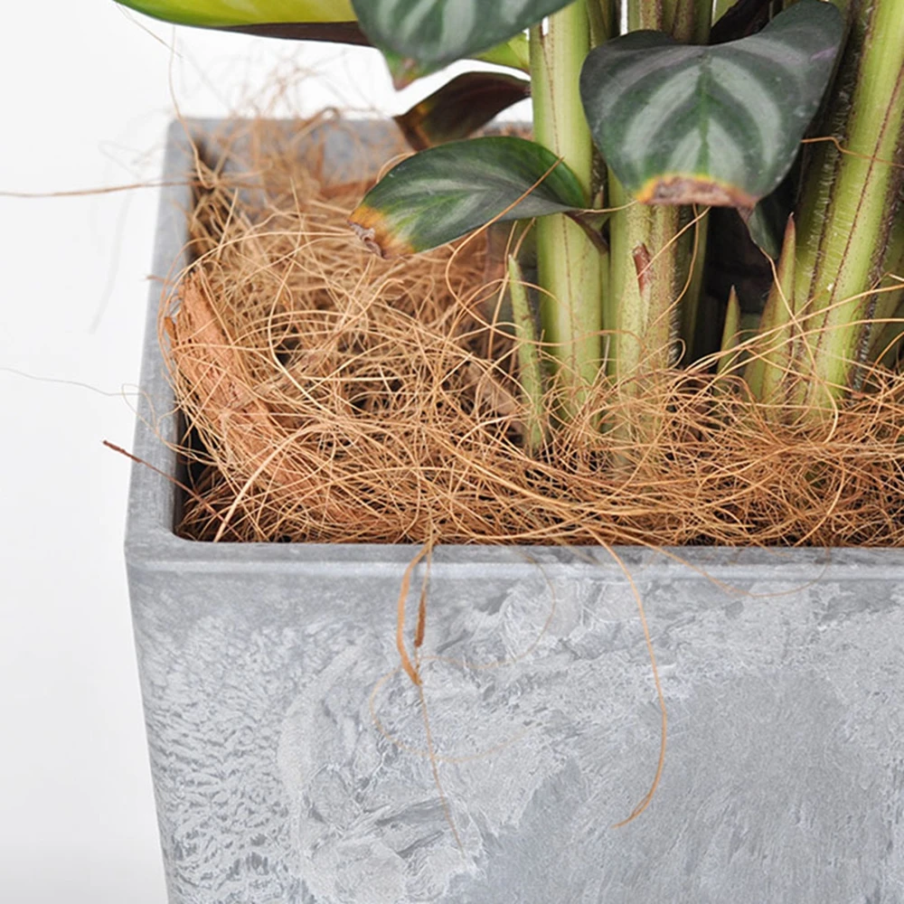 Natuurlijke Coconut Husk Fiber - Sphagnum Moss Dry recensie en prijs